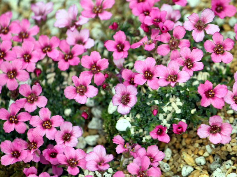 Saxifraga polyanglica