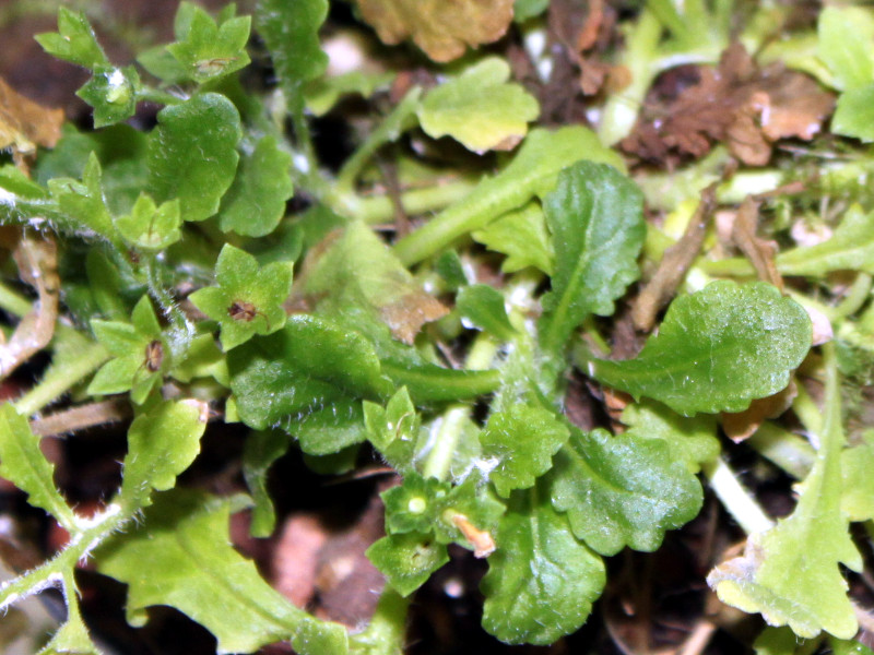 Mazus goodenifolius