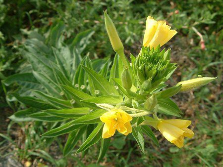 Oenothera