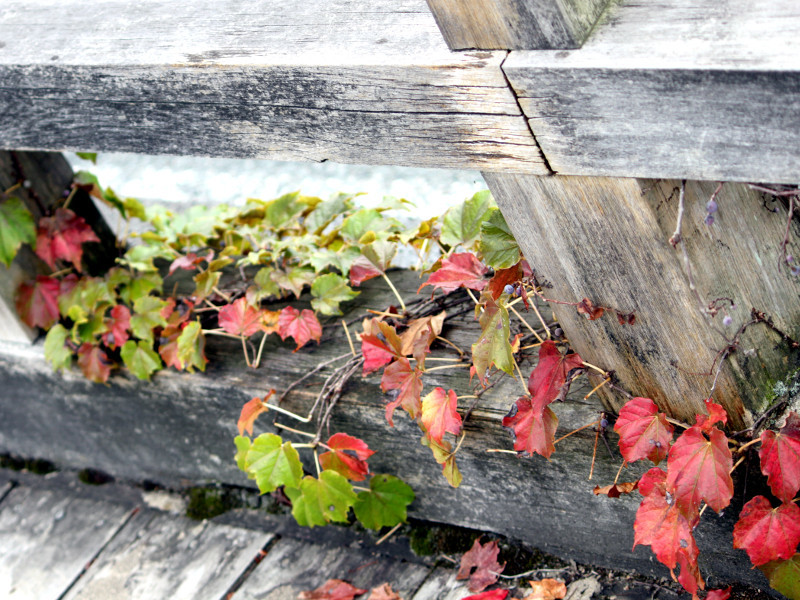 ツタ Parthenocissus Tricuspidata かぎけん花図鑑