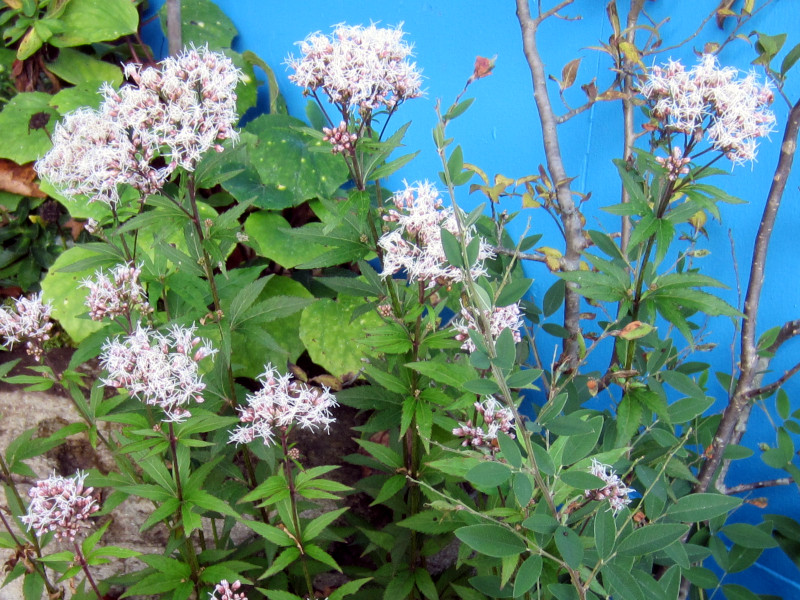 Eupatorium japonicum