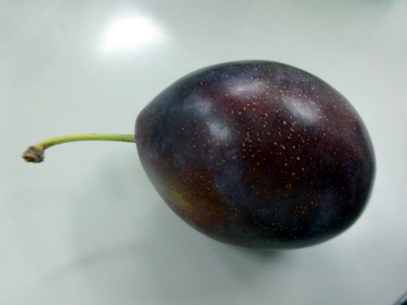 Prunus domestica