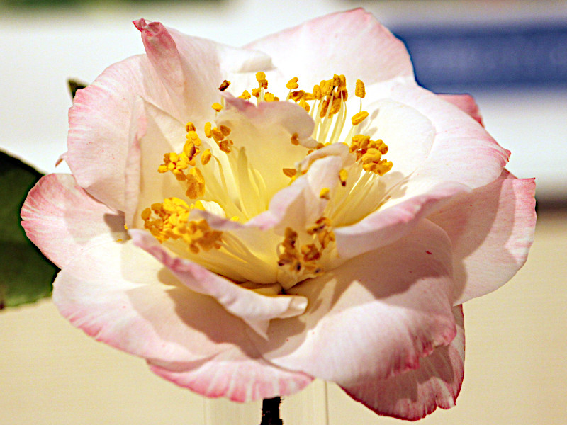 Camellia japonica 'Omega'