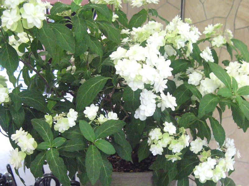 Hydrangea serrata ‘Fuji no taki’