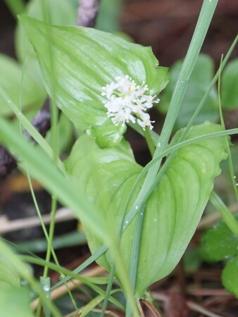 Maianthemum dilatatum