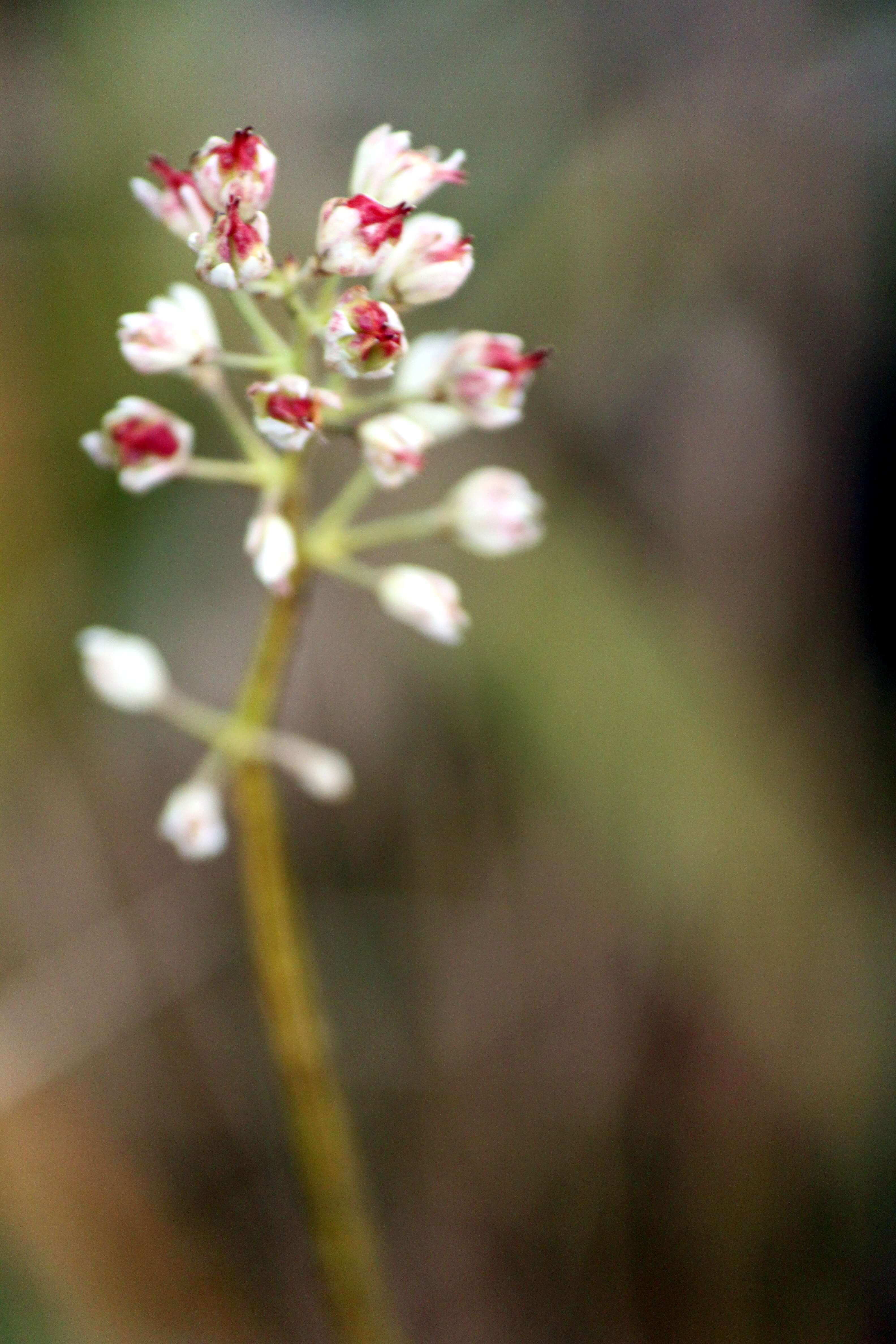 Tofieldia japonica