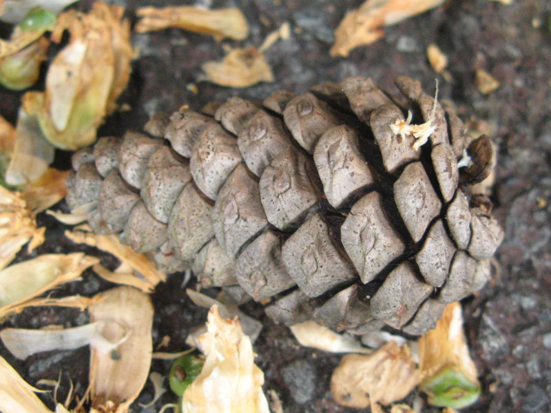 Japanese red Pine