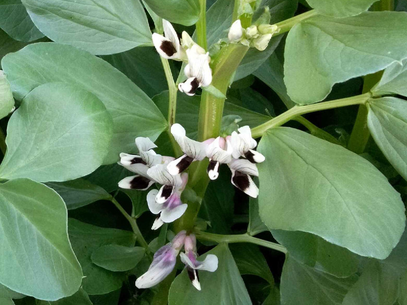 Broad beans