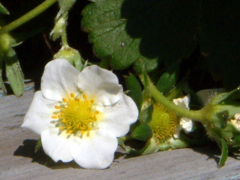 Garden strawberry