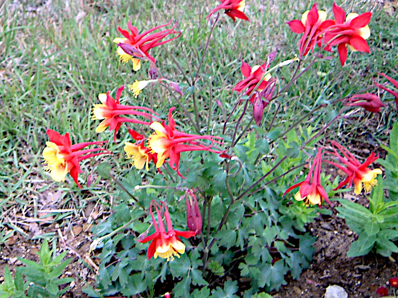 Aquilegia