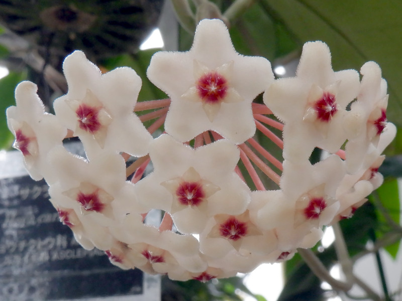  Hoya carnosa