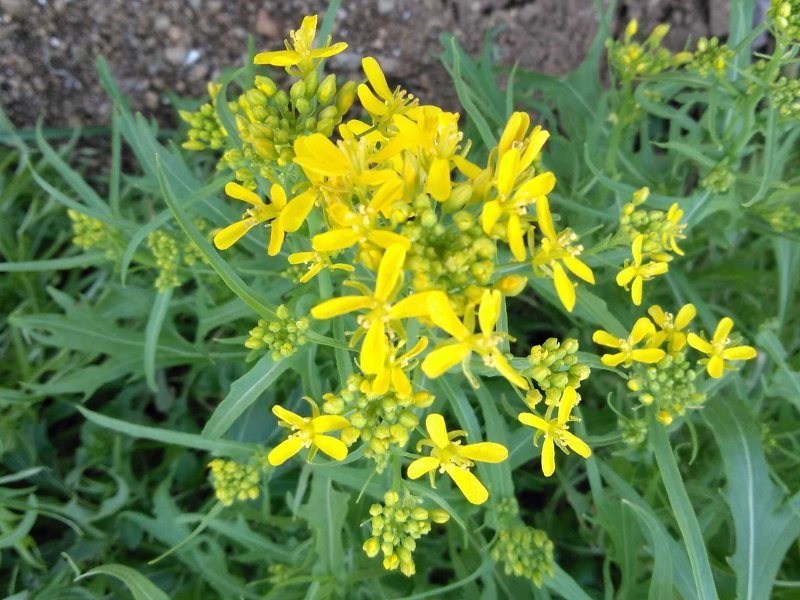 日本蕪菁 Brassica Rapa Var Laciniifolia 科技研花图画书