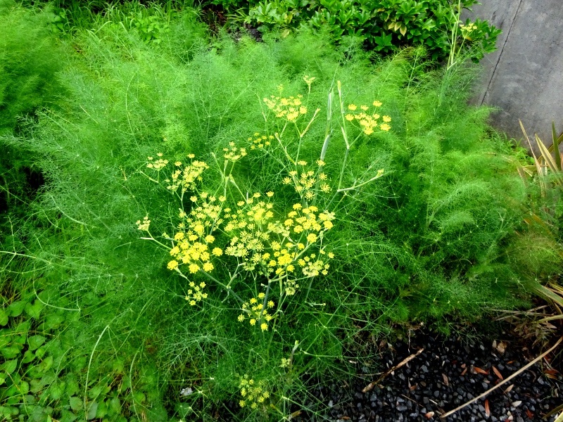 フェンネル Foeniculum Vulgare かぎけん花図鑑