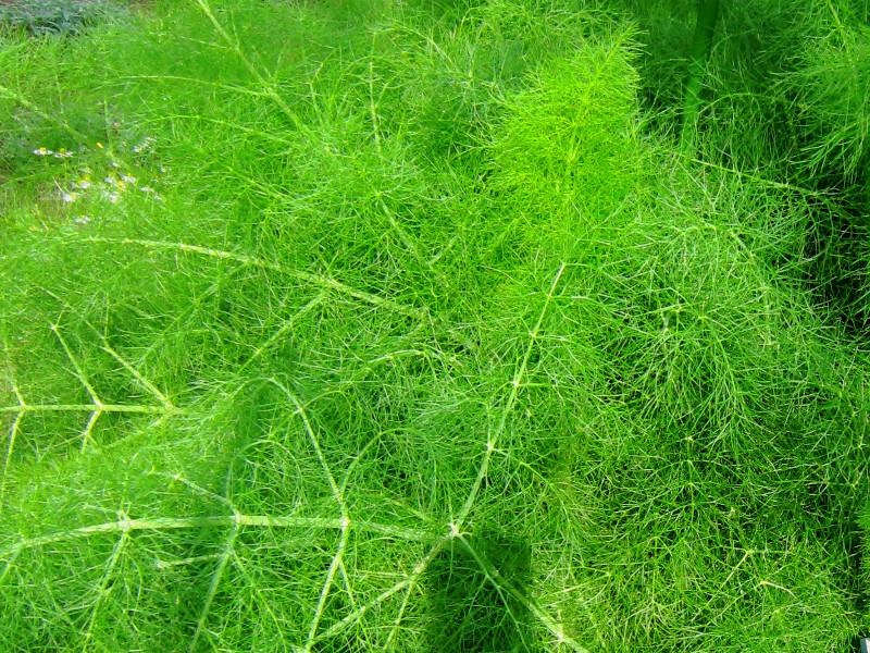 フェンネル Foeniculum Vulgare かぎけん花図鑑