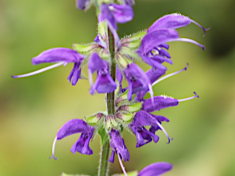 Salvia pratensis