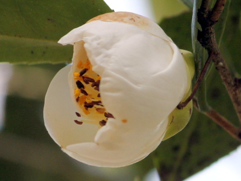 Camellia 'Kaga hassaku'