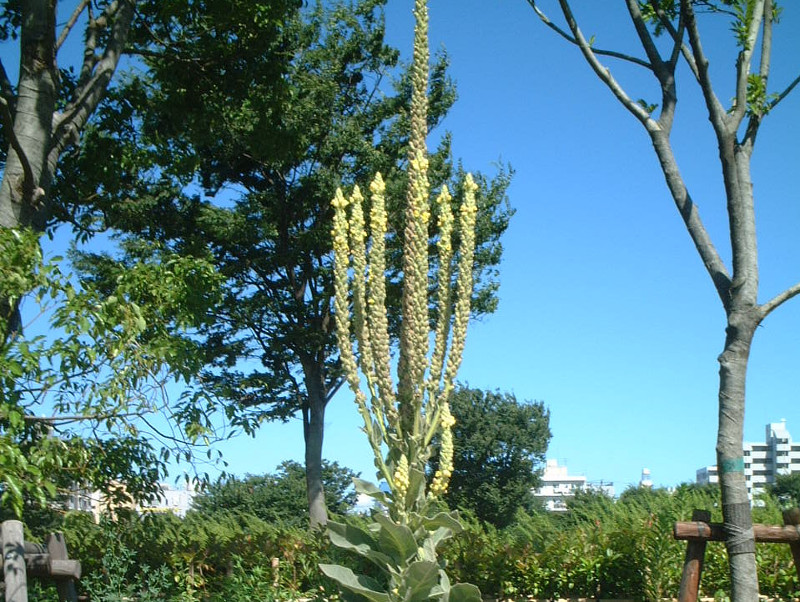 毛蕊花