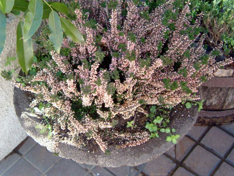 カルーナ ブルガリス Colluna Vulgaris かぎけん花図鑑