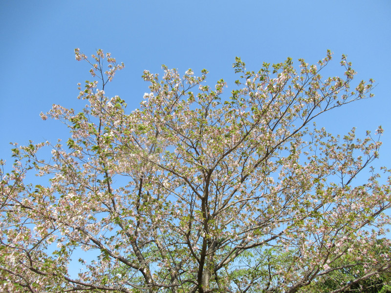 Nishinomiya-gongendaira zakura