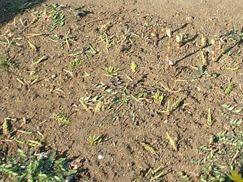 Equisetum arvense