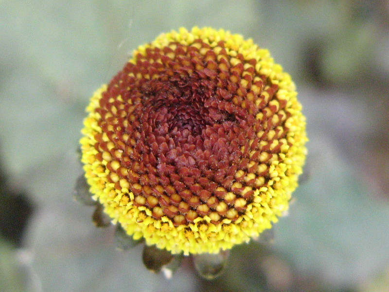 オランダセンニチ Acmella Oleracea かぎけん花図鑑