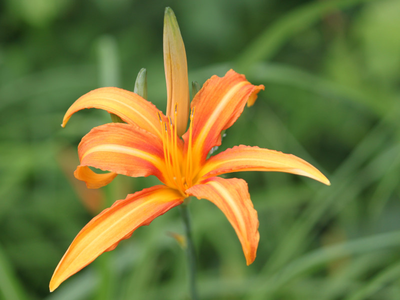 Hemerocallis fulva