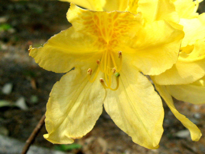 Japanese azalea