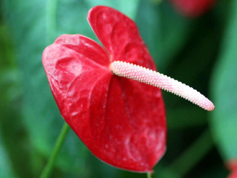 アンスリウム Anthurium Andraeanum かぎけん花図鑑