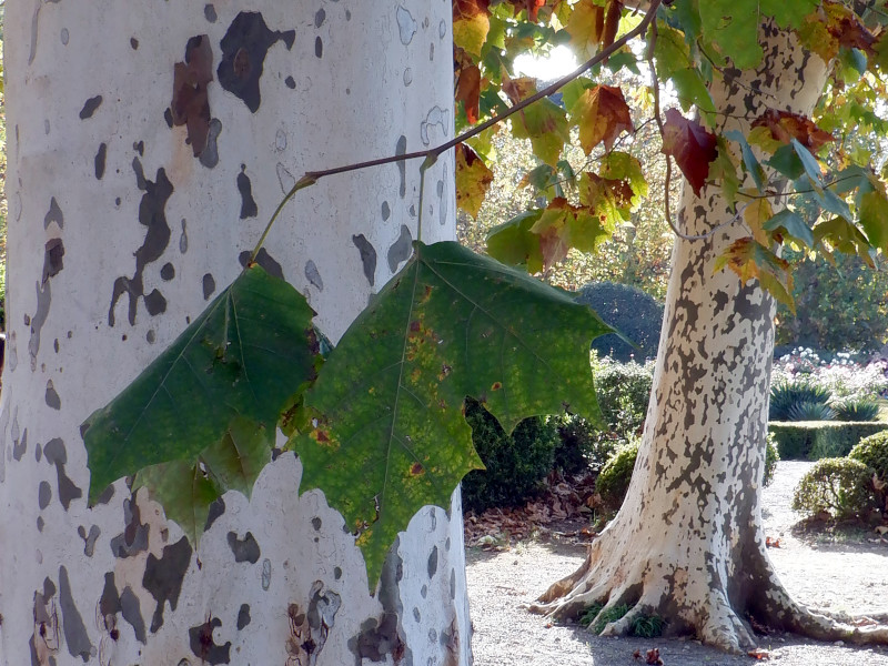 プラタナス Platanus かぎけん花図鑑