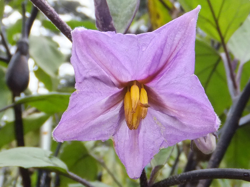 ナス Solanum Melongena かぎけん花図鑑