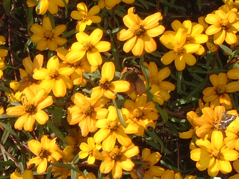 ジニア リネアリス Zinnia Angustifolia かぎけん花図鑑