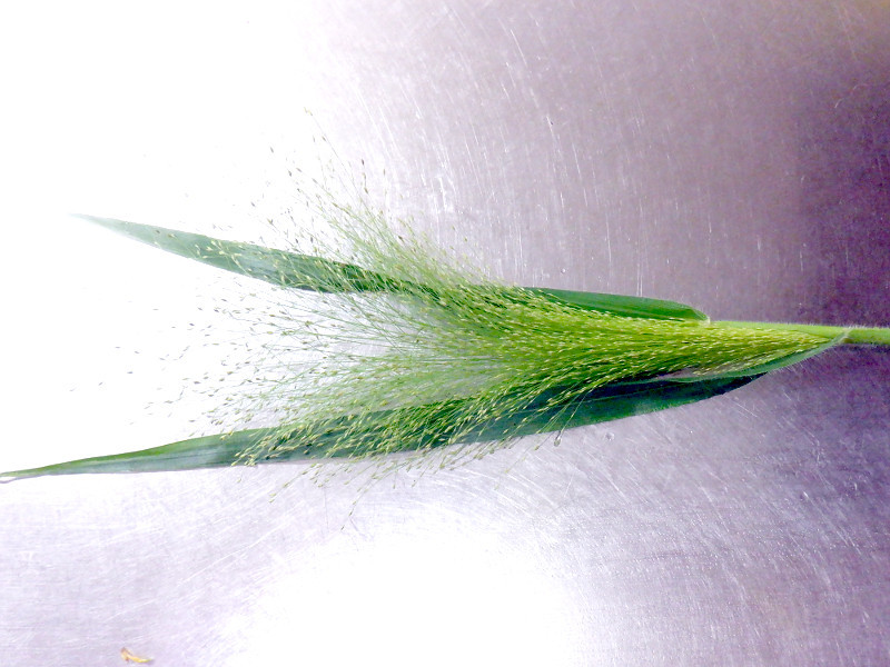 パニカム スモークグラス Panicum Capillare かぎけん花図鑑