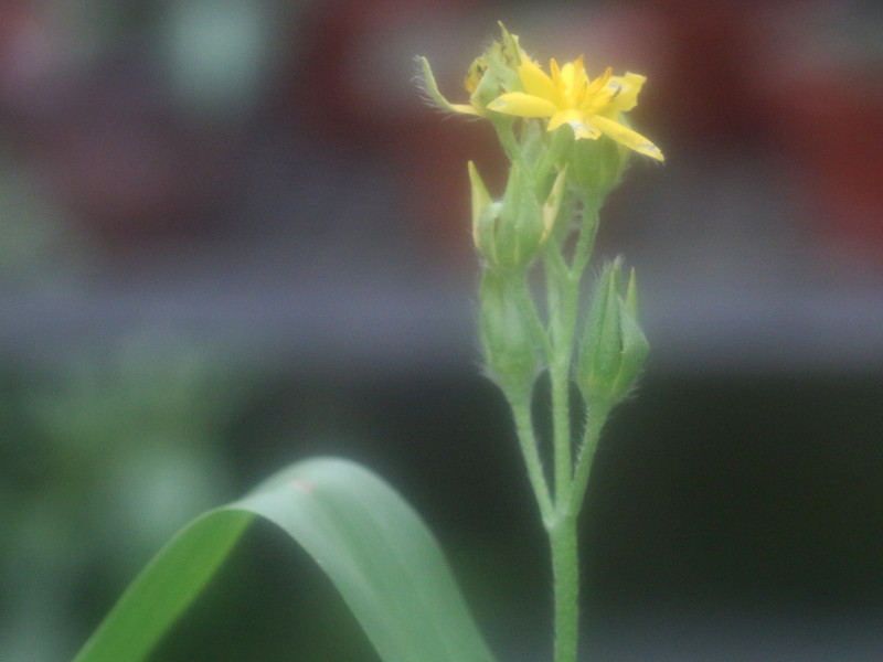 Hypoxis corchicifolia