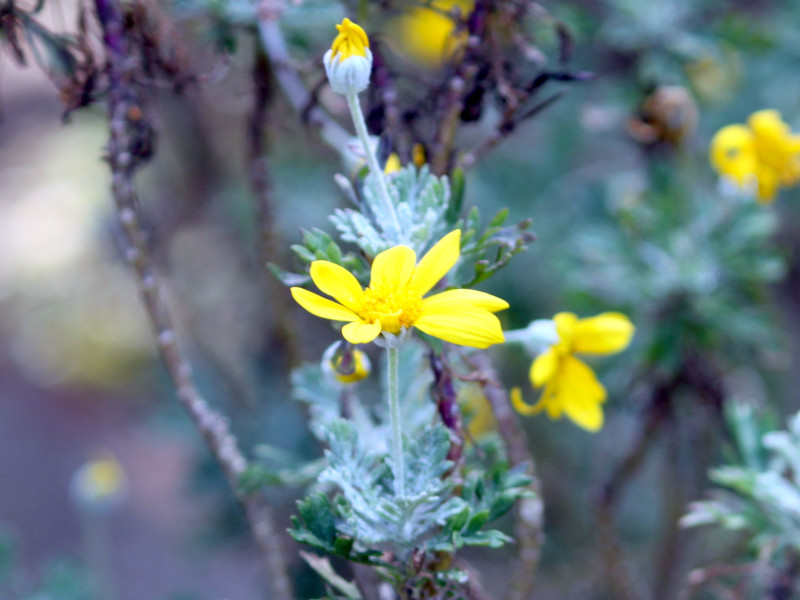 ユリオプスデージー Euryops Pectinatus かぎけん花図鑑