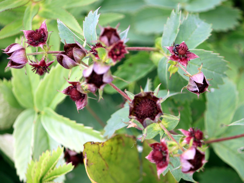 黒花狼牙 Comarum Palustre かぎけん花図鑑