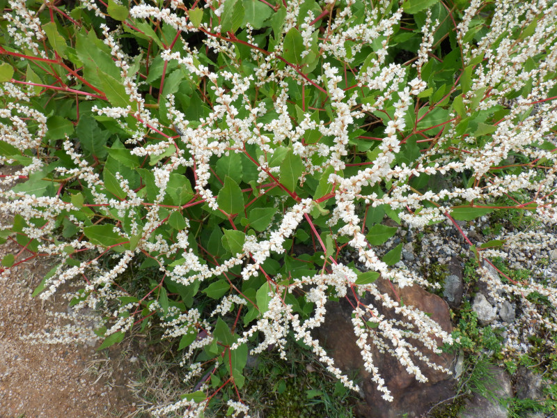  Aconogonon nakaii