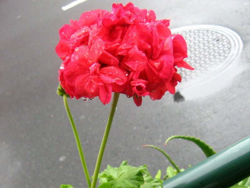 ゼラニウム Pelargonium Hortorum かぎけん花図鑑