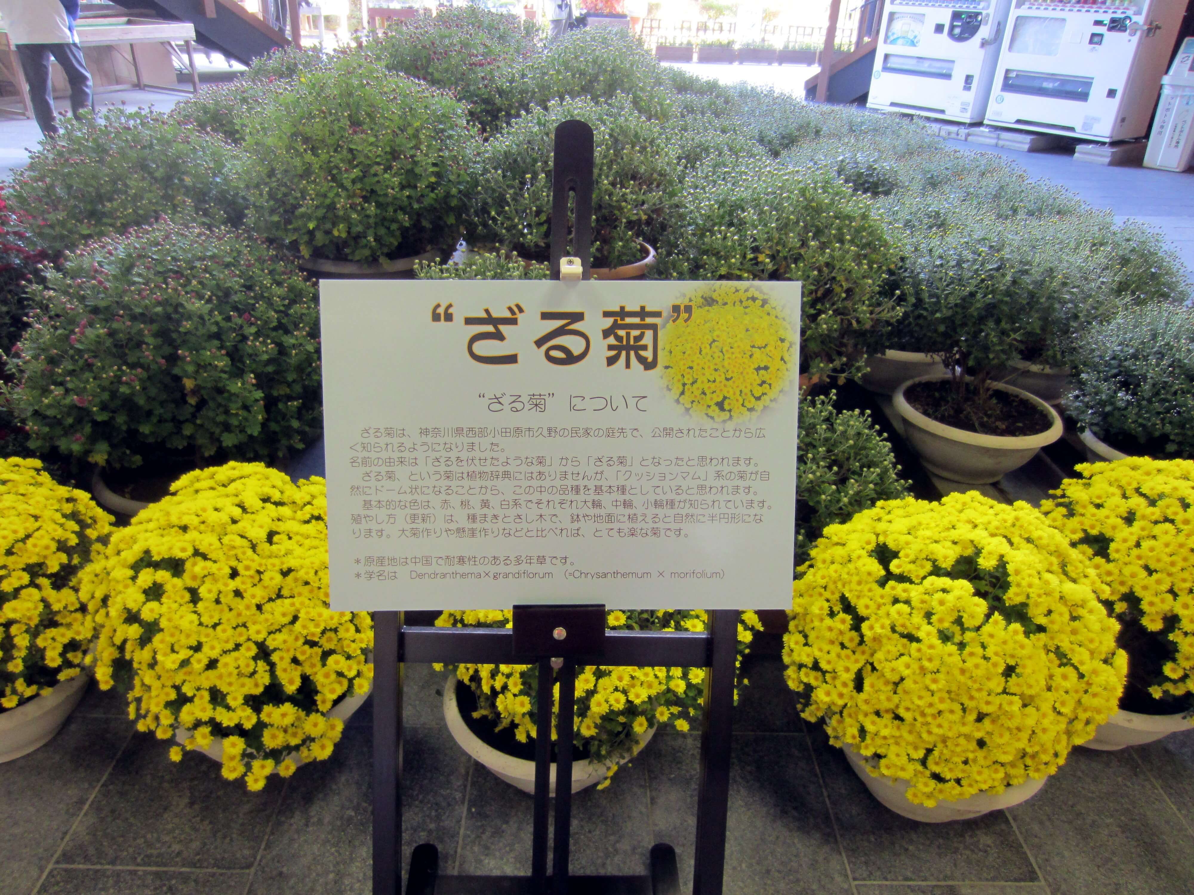 ザルギク Chrysanthemum Morifolium Zarugiku かぎけん花図鑑