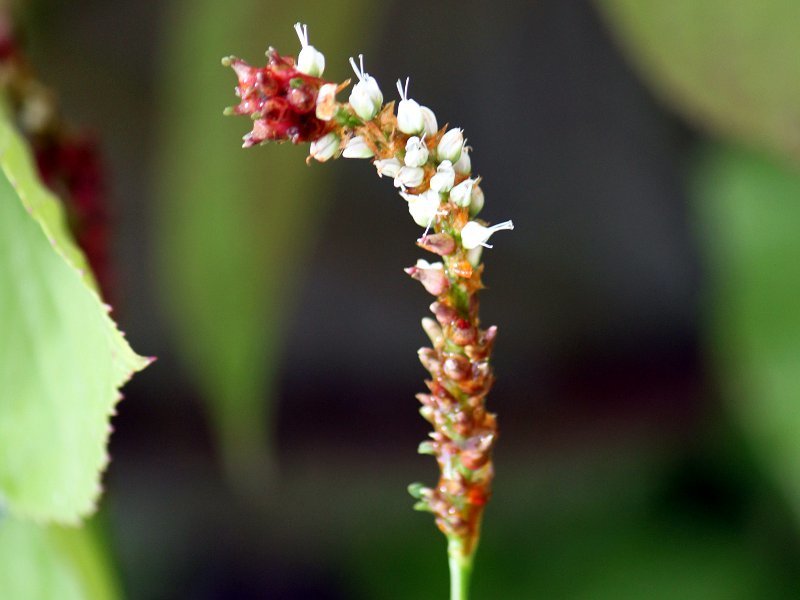 ムカゴトラノオ Bistorta Vivipara かぎけん花図鑑