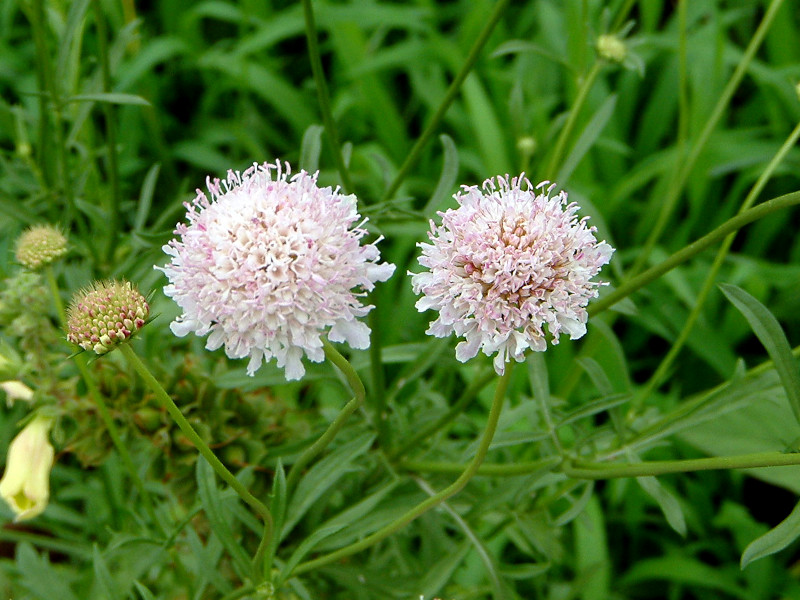 Scabiosa atropurpurea