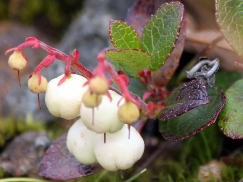 Gaultheria pyroloide