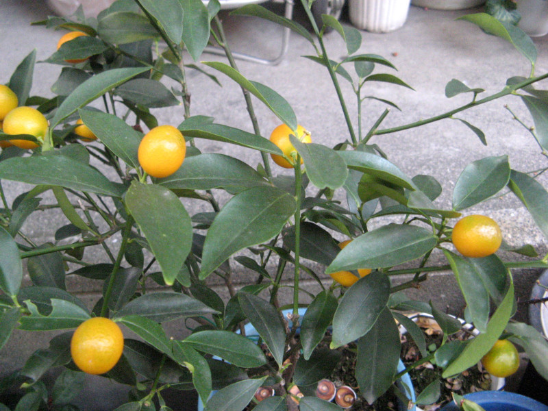 金柑 Citrus Japonica 科技研花图画书