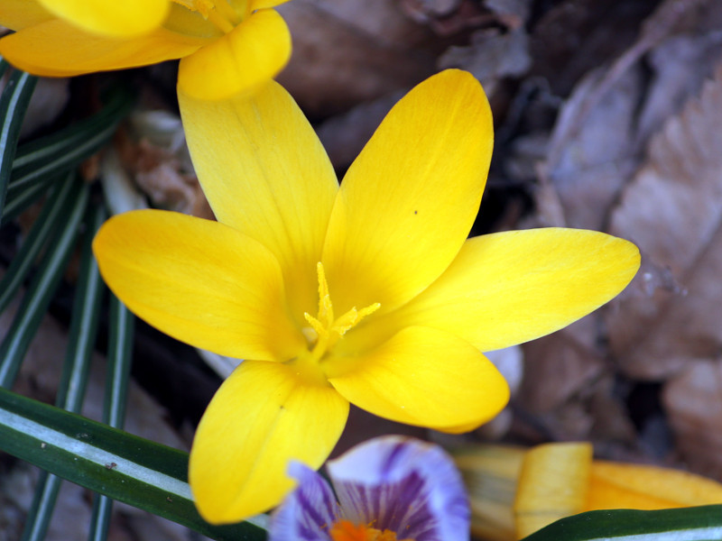 番紅花 Crocus 科技研花图画书