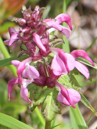 Pedicularis japonica