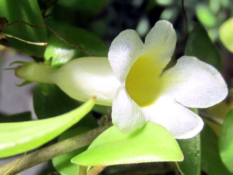 Codonanthe  grachiris