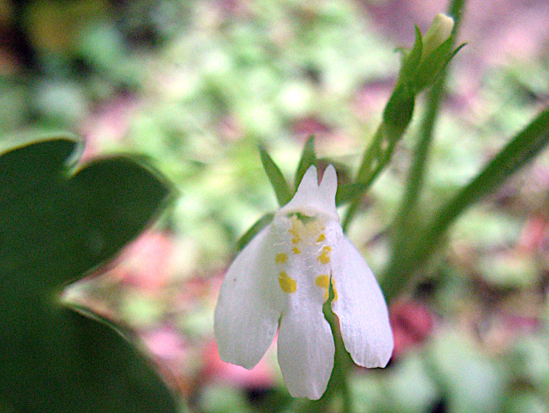 Mazus miquelii