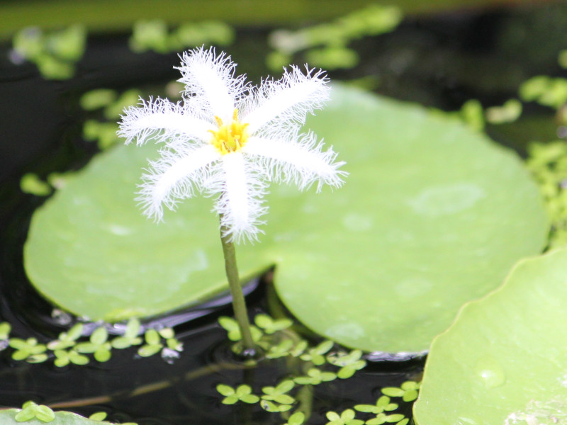 Nymphoides indica