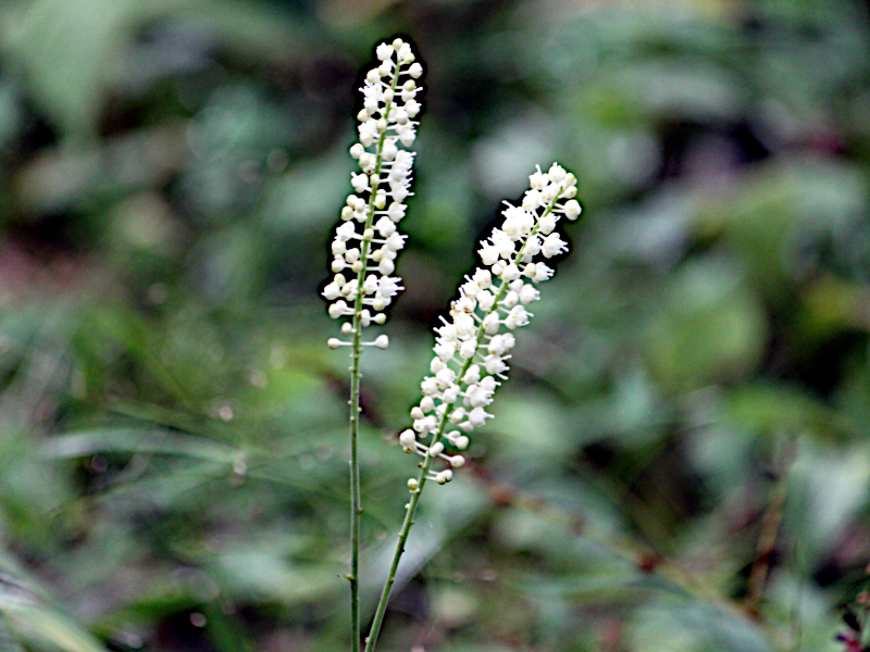 Cimicifuga simplex