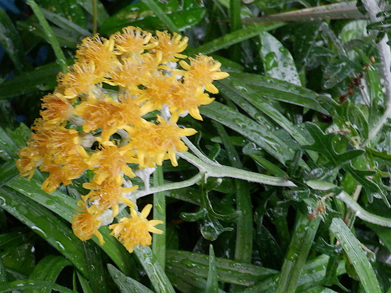 Senecio cineraria