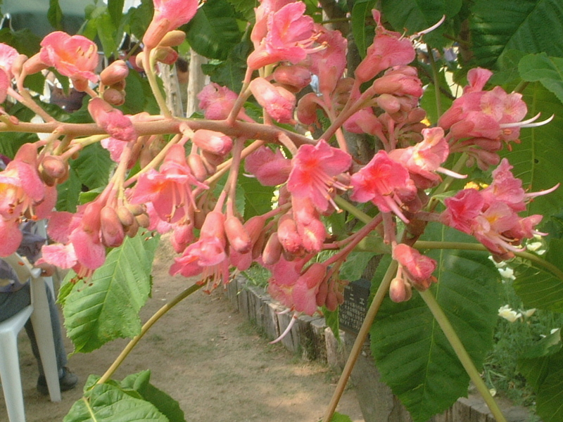 Aesculus hippocastanum